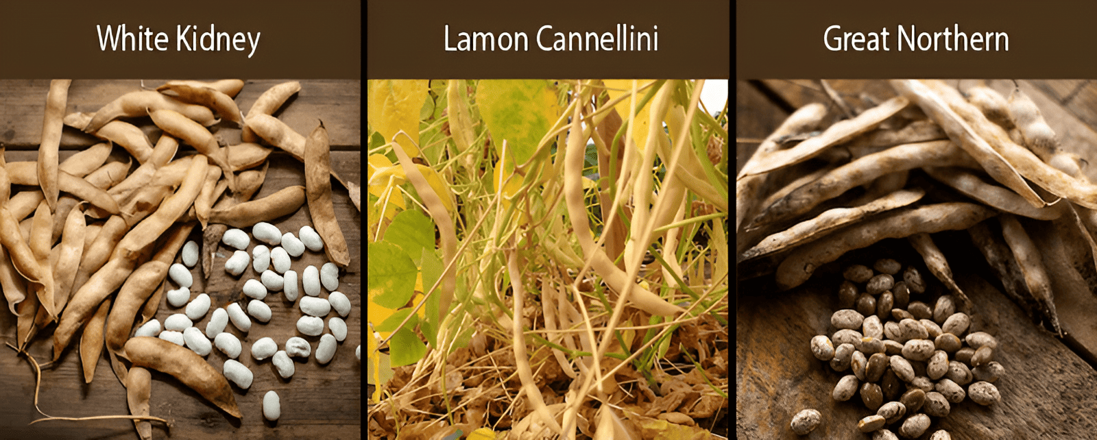 white kidney bean lanon cannellini bean great northern bean varieties